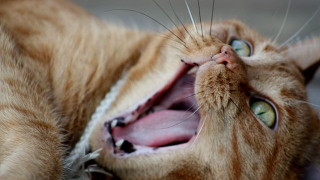 Oh my god, there were cat bombs during World War II
